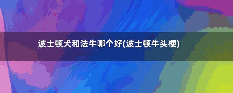 波士顿犬和法牛哪个好(波士顿牛头梗)