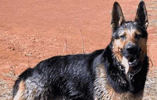 中国昆明犬黑背(纯正昆明犬图片 黑背)