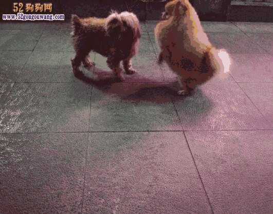 博美犬好养不(博美犬好养吗 都该注意什么)