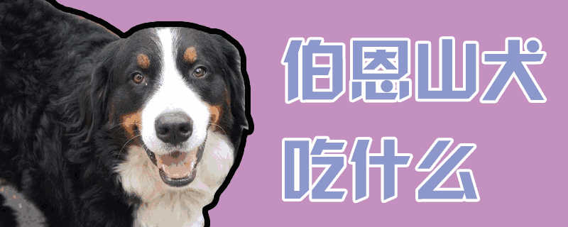 伯恩山犬吃什么狗粮好(伯恩山犬吃什么食物)