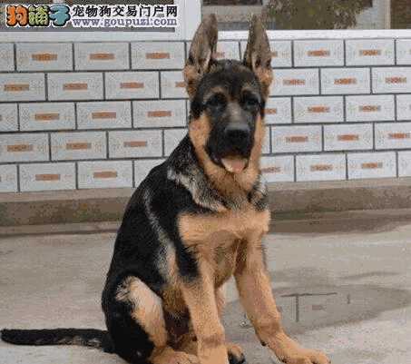 德国牧羊犬有什么特点(德国牧羊犬的优点与缺点)