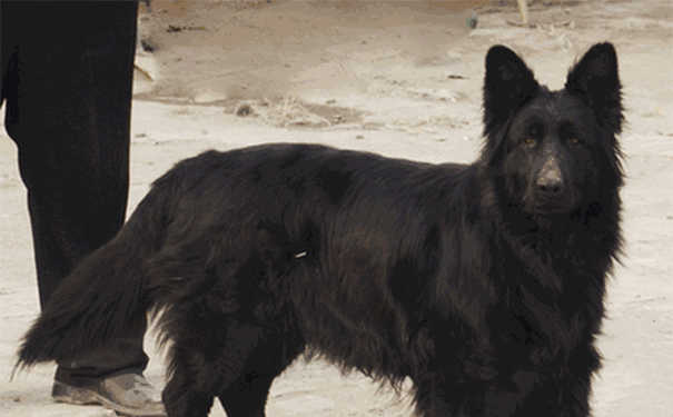 比利时牧羊犬价格是多少(黑色德国牧羊犬价格)