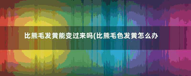 比熊毛发黄能变过来吗(比熊毛色发黄怎么办)