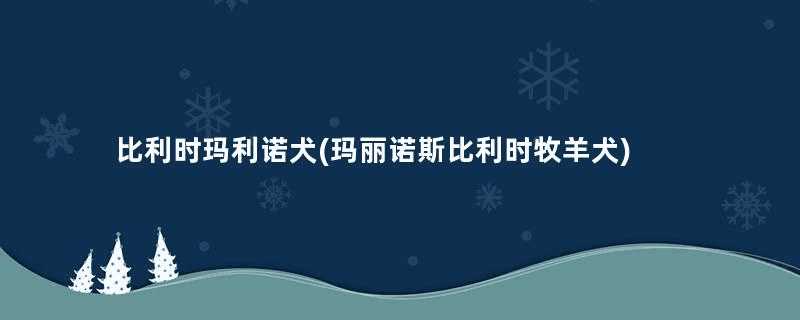 比利时玛利诺犬(玛丽诺斯比利时牧羊犬)