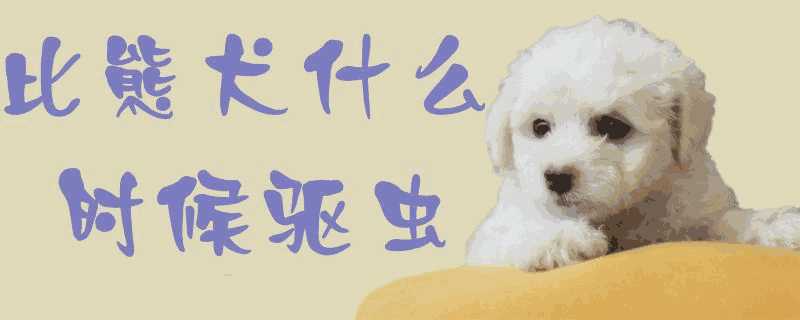 三个月的比熊犬什么时候驱虫(比熊幼犬什么时候驱虫)