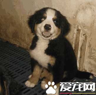 伯恩山犬聪明吗(伯恩山犬好养吗)