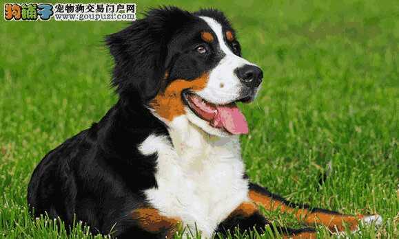 伯恩山犬性格(大型犬伯恩山)