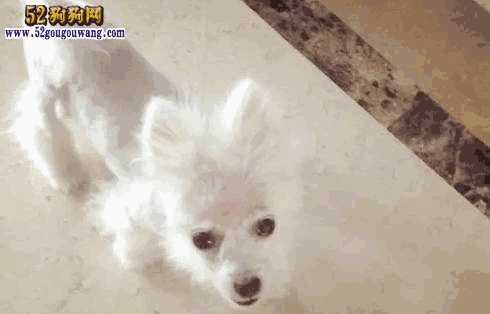 博美犬好养不(博美犬好养吗 都该注意什么)