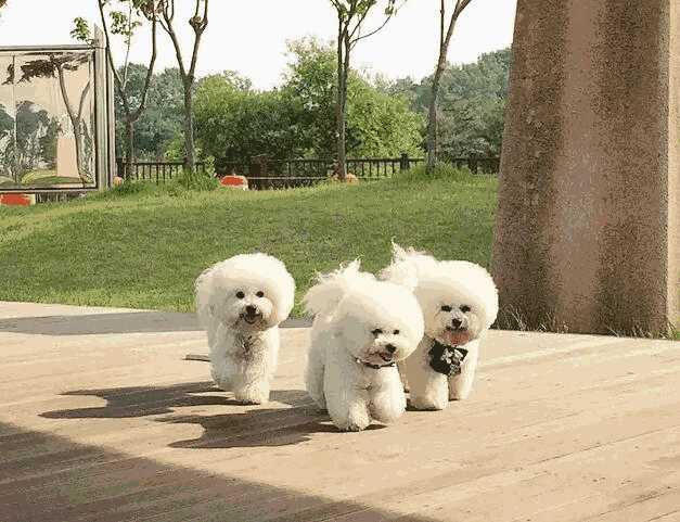 比熊犬流鼻涕怎么回事(比熊有点流鼻涕怎么办)