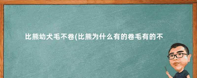 比熊幼犬毛不卷(比熊为什么有的卷毛有的不卷毛)