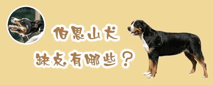 伯恩山犬的缺点(伯恩山犬优缺点)