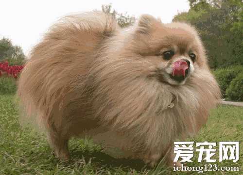 博美犬打喷嚏感冒怎么办(博美犬打喷嚏是怎么回事)