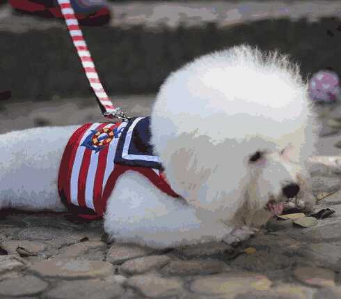 比熊犬经常呕吐怎么办(比熊呕吐是怎么回事怎么治疗)