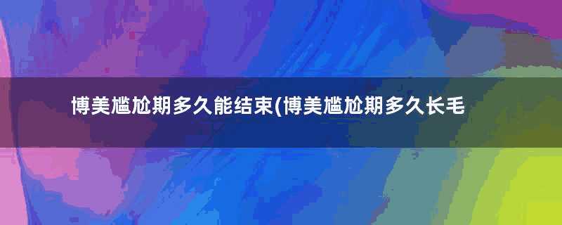 博美尴尬期多久能结束(博美尴尬期多久长毛)