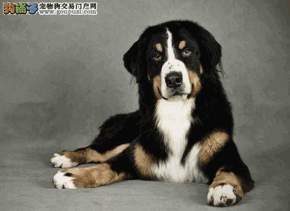 伯恩山犬性格特点(伯恩山犬的缺点)