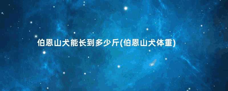 伯恩山犬能长到多少斤(伯恩山犬体重)