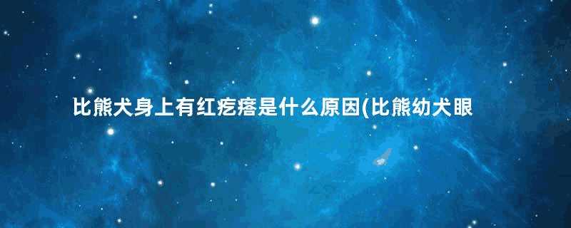 比熊犬身上有红疙瘩是什么原因(比熊幼犬眼睛有红血丝)