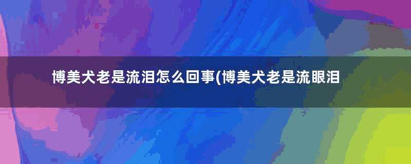 博美犬老是流泪怎么回事(博美犬老是流眼泪怎么办)