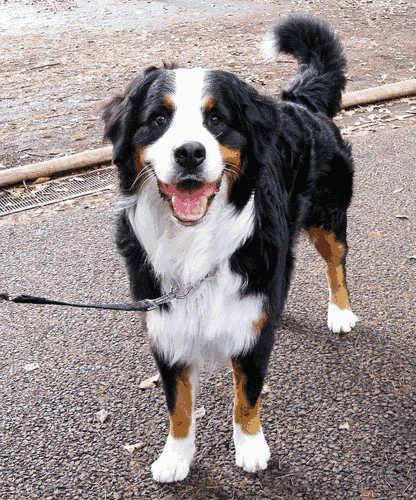 伯恩山犬体重(伯恩山犬能长到多少斤)