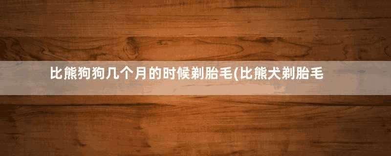 比熊狗狗几个月的时候剃胎毛(比熊犬剃胎毛多长时间才能长好)