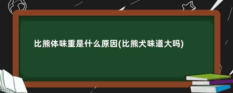 比熊体味重是什么原因(比熊犬味道大吗)