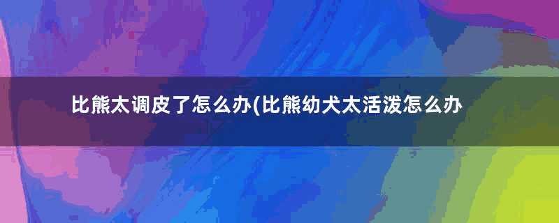 比熊太调皮了怎么办(比熊幼犬太活泼怎么办)