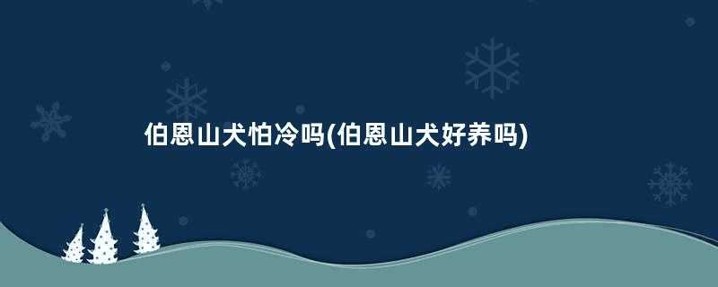 伯恩山犬怕冷吗(伯恩山犬好养吗)