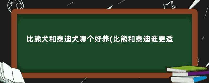 比熊犬和泰迪犬哪个好养(比熊和泰迪谁更适合家养)