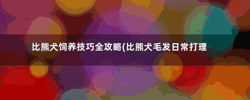 比熊犬饲养技巧全攻略(比熊犬毛发日常打理)