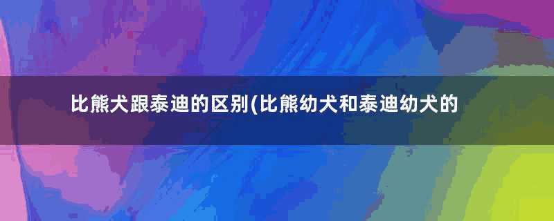 比熊犬跟泰迪的区别(比熊幼犬和泰迪幼犬的区别)