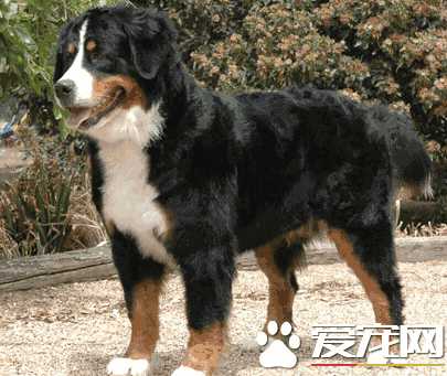 伯恩山犬聪明吗(伯恩山犬好养吗)