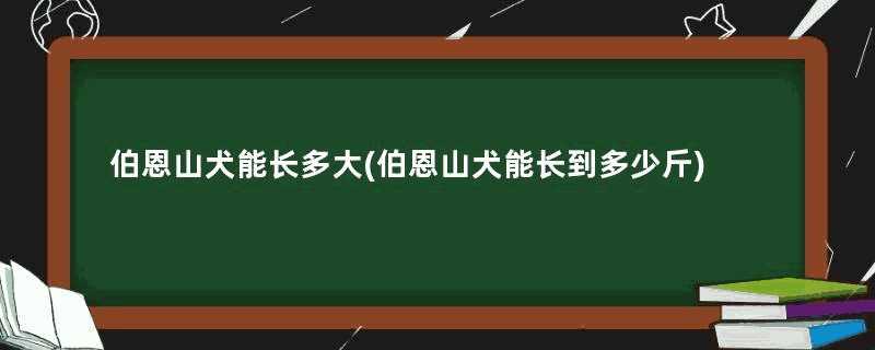 伯恩山犬能长多大(伯恩山犬能长到多少斤)