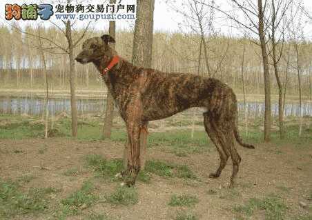 格力犬的性格与特点(格力犬有什么特点)