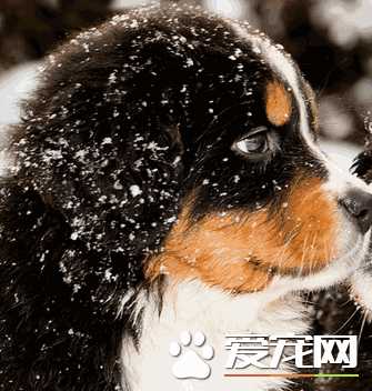 伯恩山犬聪明吗(伯恩山犬好养吗)