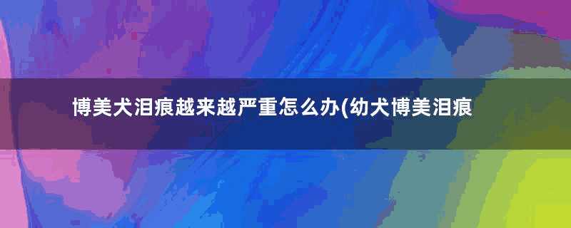 博美犬泪痕越来越严重怎么办(幼犬博美泪痕严重怎么回事)