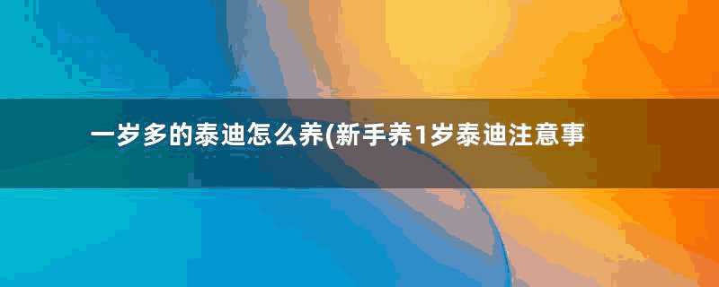 一岁多的泰迪怎么养(新手养1岁泰迪注意事项)