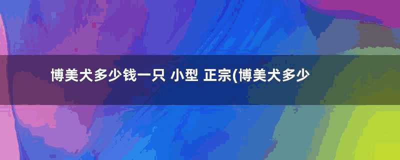 博美犬多少钱一只 小型 正宗(博美犬多少钱一只幼犬)