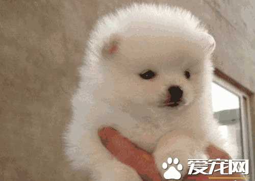 博美犬呕吐是什么原因(博美幼犬拉稀呕吐是怎么回事)