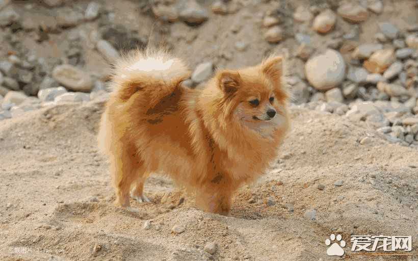 博美犬呕吐是什么原因(博美幼犬拉稀呕吐是怎么回事)