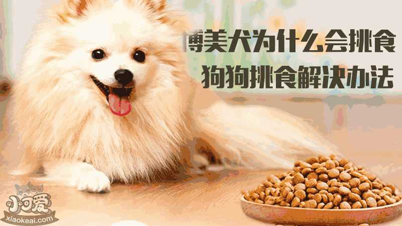 博美犬挑食怎么办(博美犬挑食不吃狗粮怎么办)