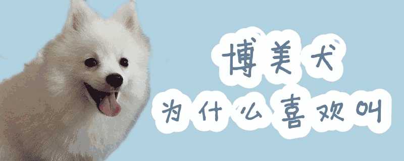 博美犬喜欢叫吗(博美犬为什么不爱叫)