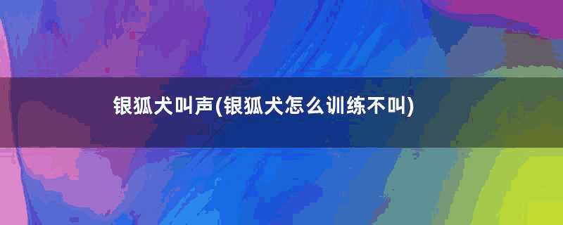 银狐犬叫声(银狐犬怎么训练不叫)