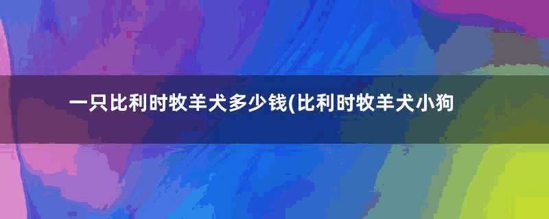 一只比利时牧羊犬多少钱(比利时牧羊犬小狗多少钱一只)