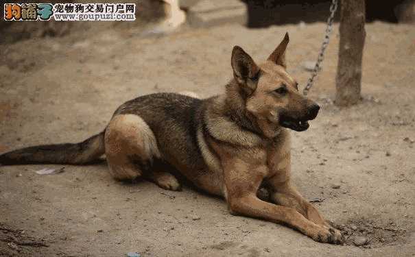 如何挑选黑狼犬幼犬(狼犬品种哪个最好)