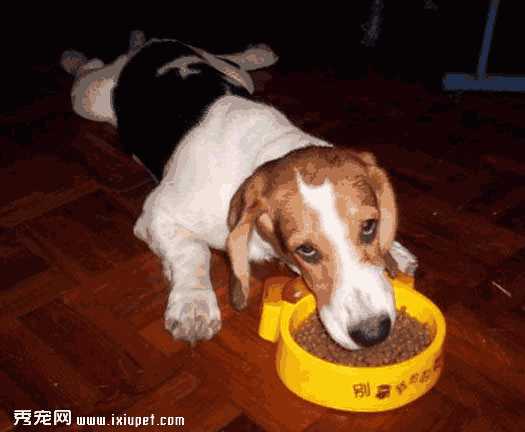 怎么纠正幼犬护食(怎样纠正狗狗护食的行为)