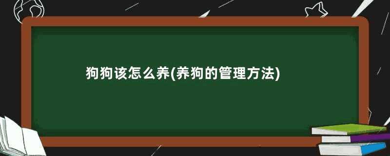 狗狗该怎么养(养狗的管理方法)