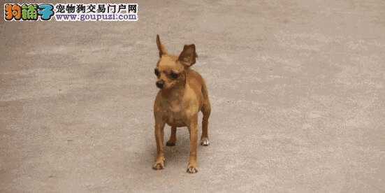 小鹿犬怎么选(小鹿犬什么品相最好)