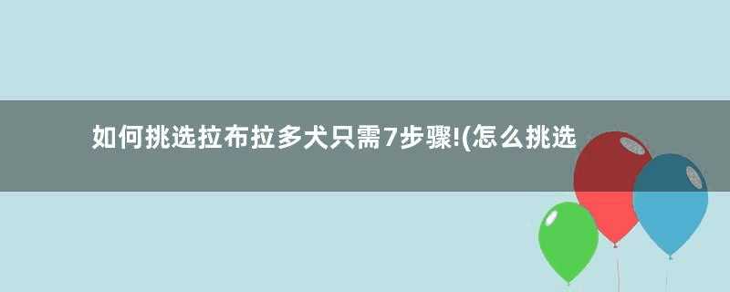 如何挑选拉布拉多犬只需7步骤!(怎么挑选拉布拉多犬幼犬)