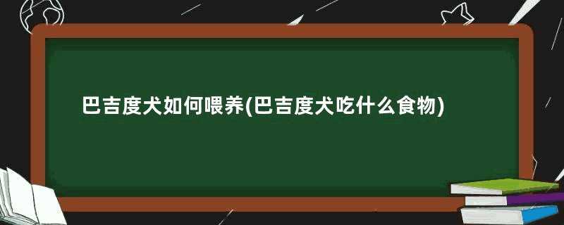 巴吉度犬如何喂养(巴吉度犬吃什么食物)