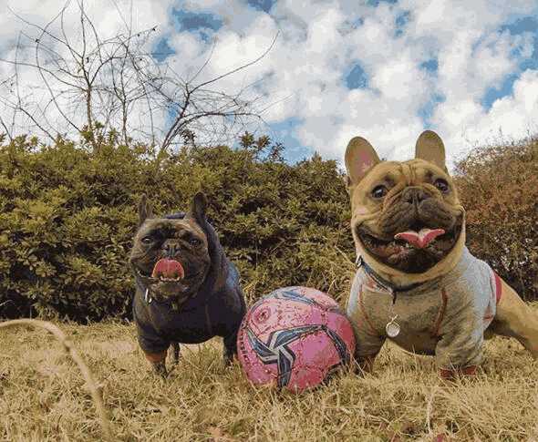 法国斗牛犬最便宜多少钱一只现在的法斗大概多少钱一只(纯种法国斗牛犬多少钱一只啊)